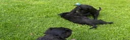 Giant Schnauzer dogs for sale: KC Registered Giant Schnauzer Puppies - Advert 5