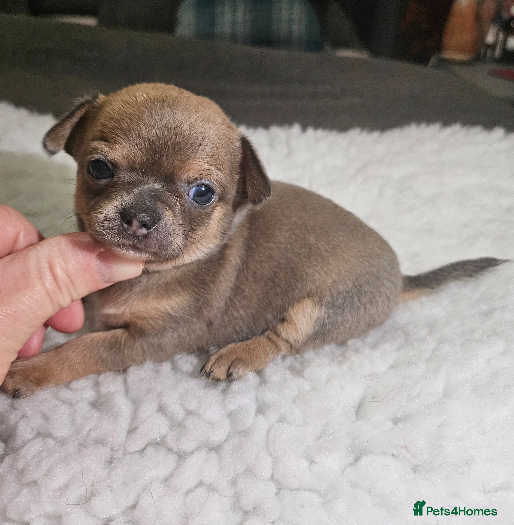 Chihuahua dogs SmoothCoat Chihuahua  - Advert 6