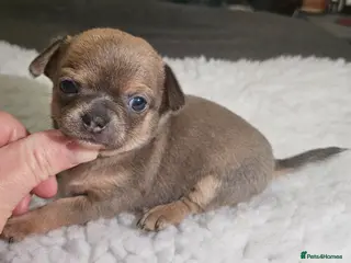 Chihuahua dogs SmoothCoat Chihuahua - Advert 6