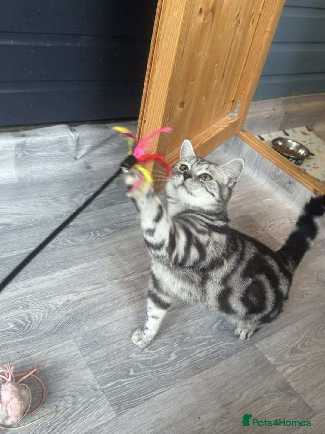 Brazilian Shorthair cats for sale: British shorthair  - Advert 2