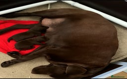 Labrador Retriever dogs for sale: Stunning Show KC Chocolate Labradors  - Image 9