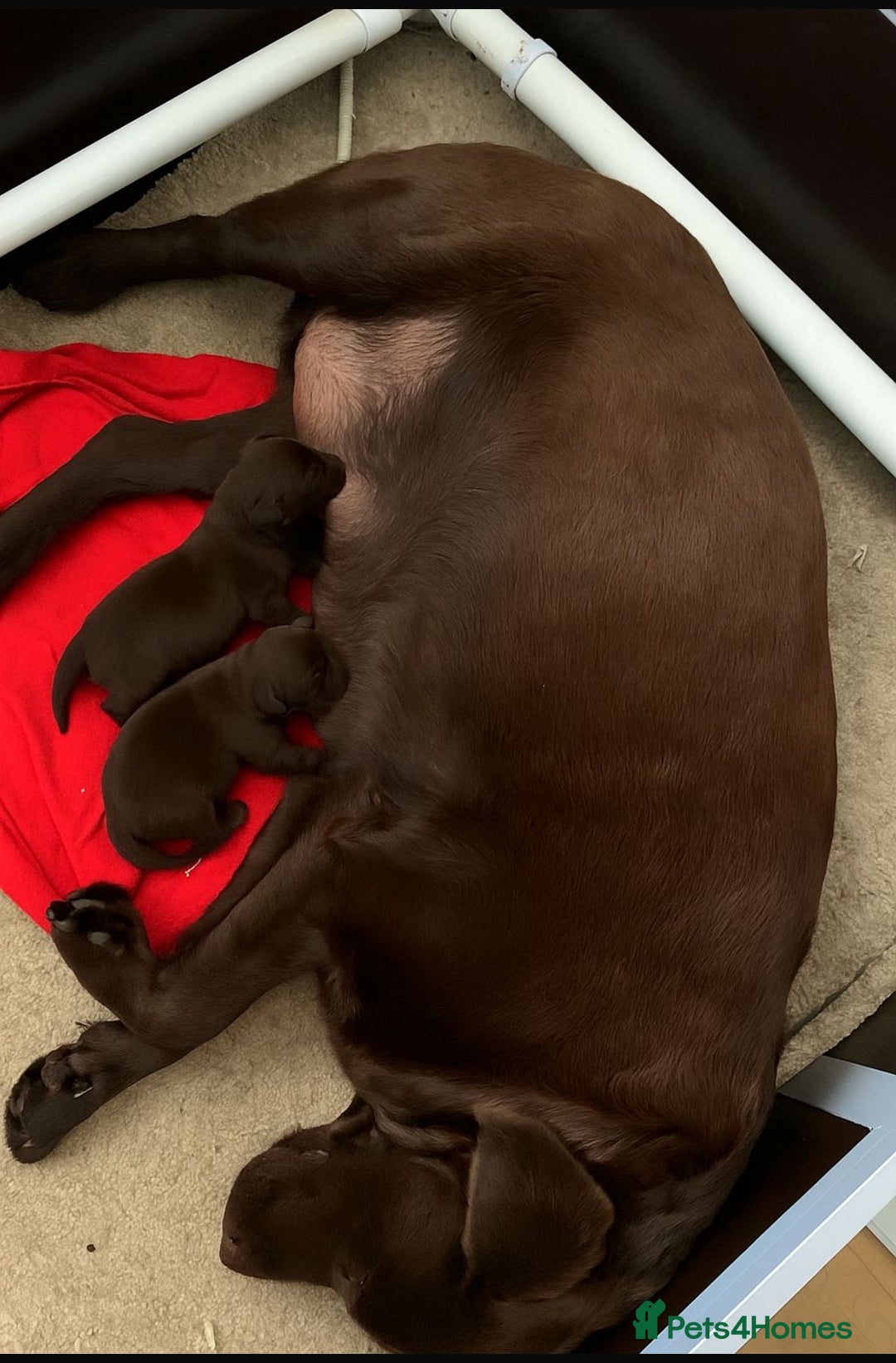 Labrador Retriever dogs for sale: Stunning Show KC Chocolate Labradors  - Image 9