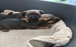 Border Terrier dogs for sale: Stunning border terrier puppy’s  - Image 10