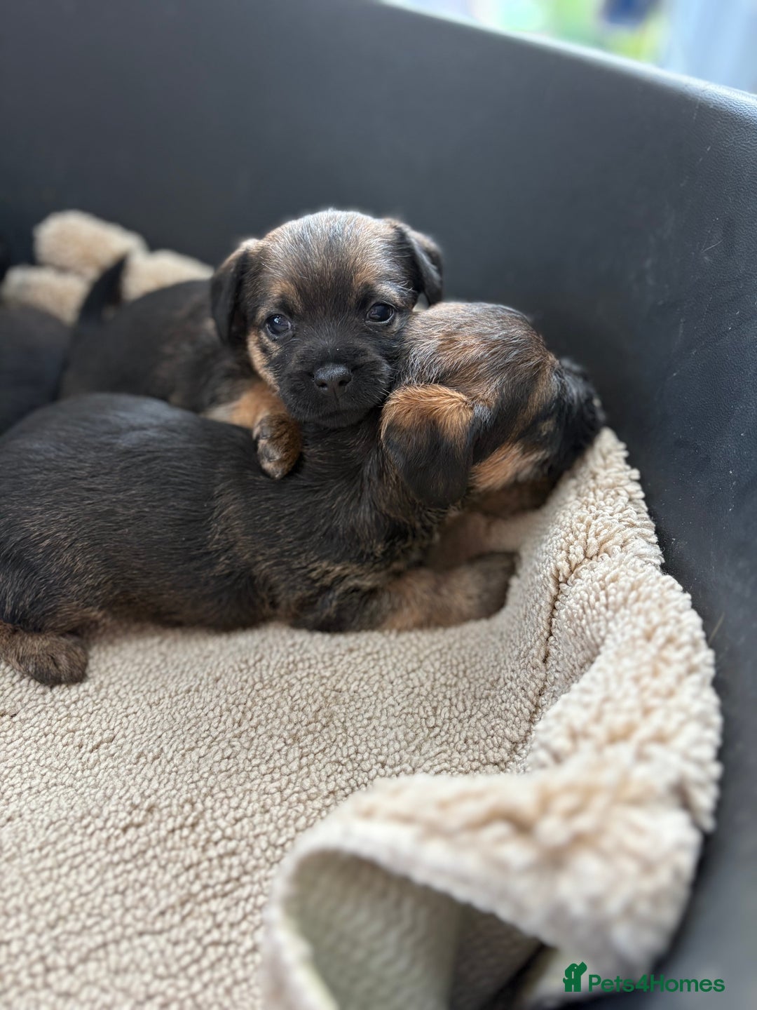 Border Terrier dogs for sale: Stunning border terrier puppy’s  - Image 10