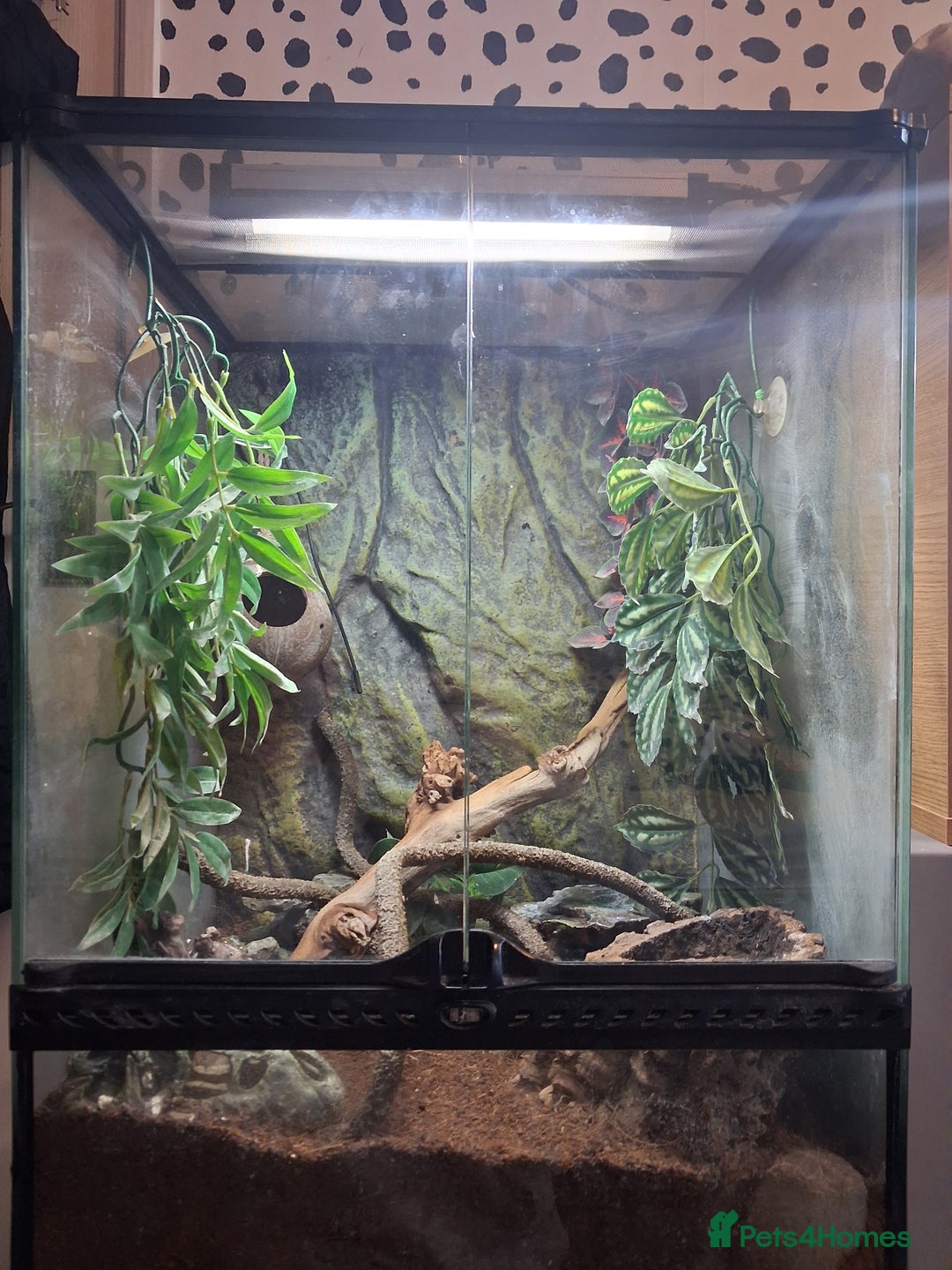Gecko reptiles for sale: Male gargoyle gecko - Advert 7