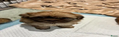 Shih Tzu Puppy (Gerwyn)