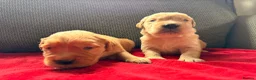 Golden Retriever dogs for sale: Health Tested Gold/Red KC Golden Retriever Puppies - Advert 4