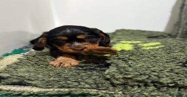 Cocker Spaniel dogs 2 super Black and Tan boy cocker spaniel puppies  - Advert 1