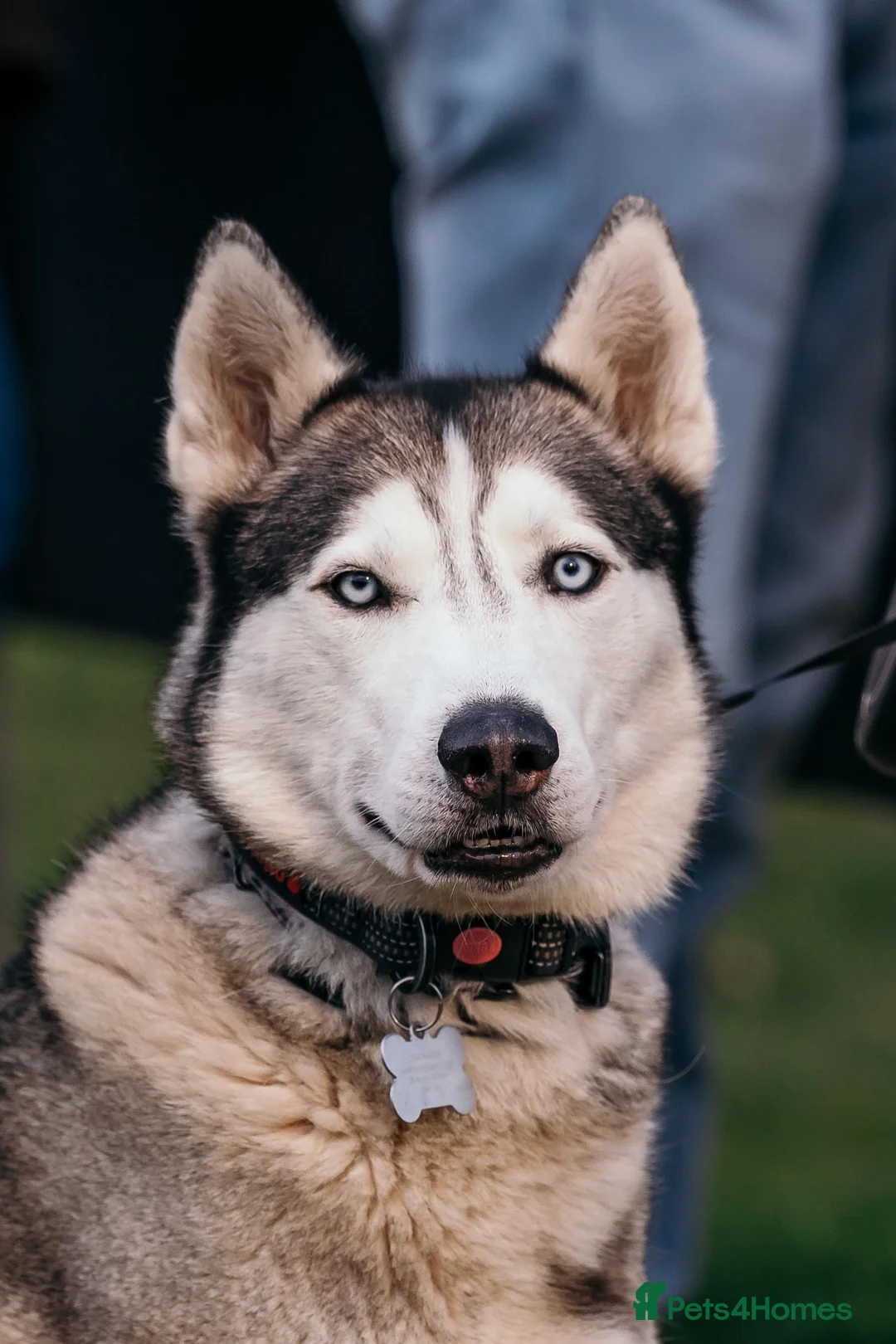 Siberian Husky dogs for stud: Siberian Husky For Stud in London - Advert 8