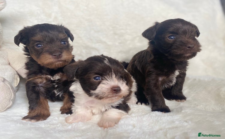 Miniature Schnauzer dogs - Advert 5