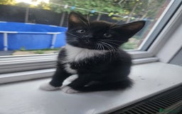 British Shorthair cats for sale: 4 beautiful kittens for sale  - Image 1