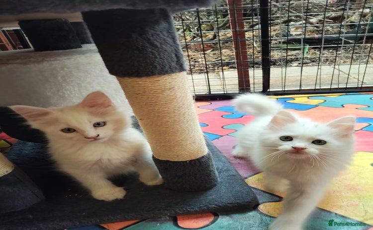 Maine Coon cats - Advert 1