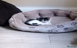Domestic Shorthair cats for sale: Fluffy kittens  - Image 1