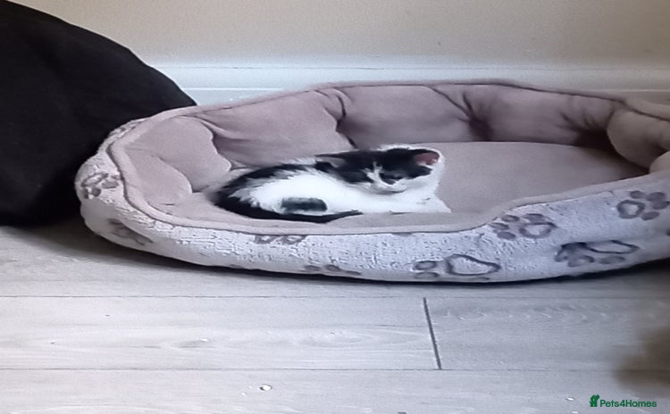 Domestic Shorthair cats - Advert 1