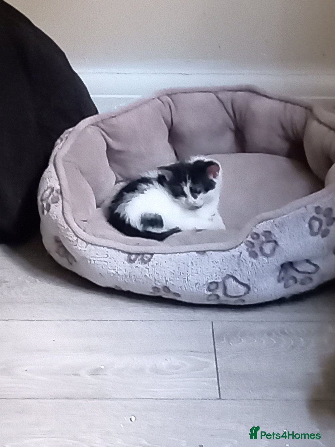 Domestic Shorthair cats for sale: Fluffy kittens  - Image 1