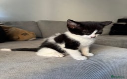 British Shorthair cats for sale: Beautiful black and white kittens - Image 1