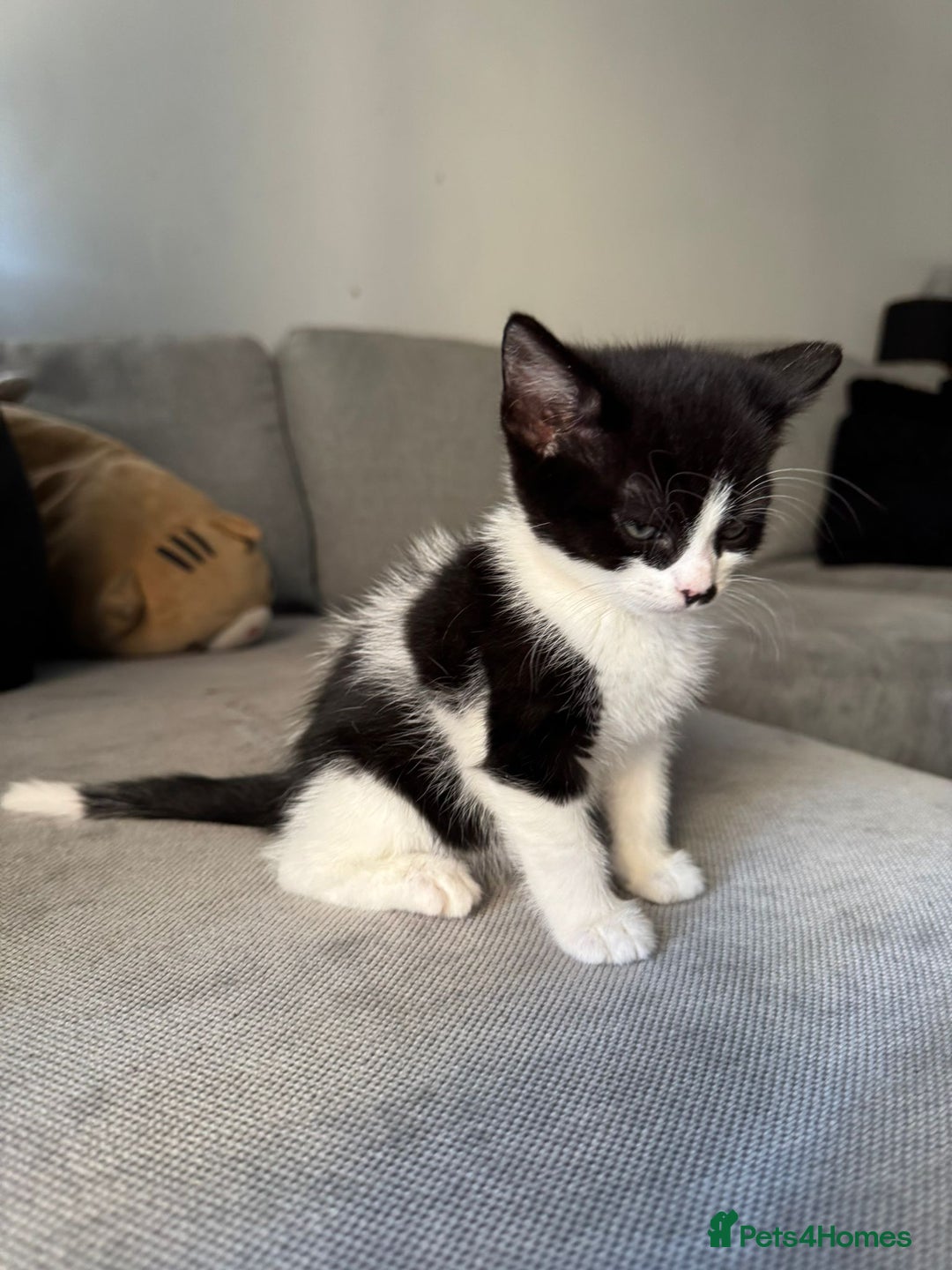 British Shorthair cats for sale: Beautiful black and white kittens - Image 1