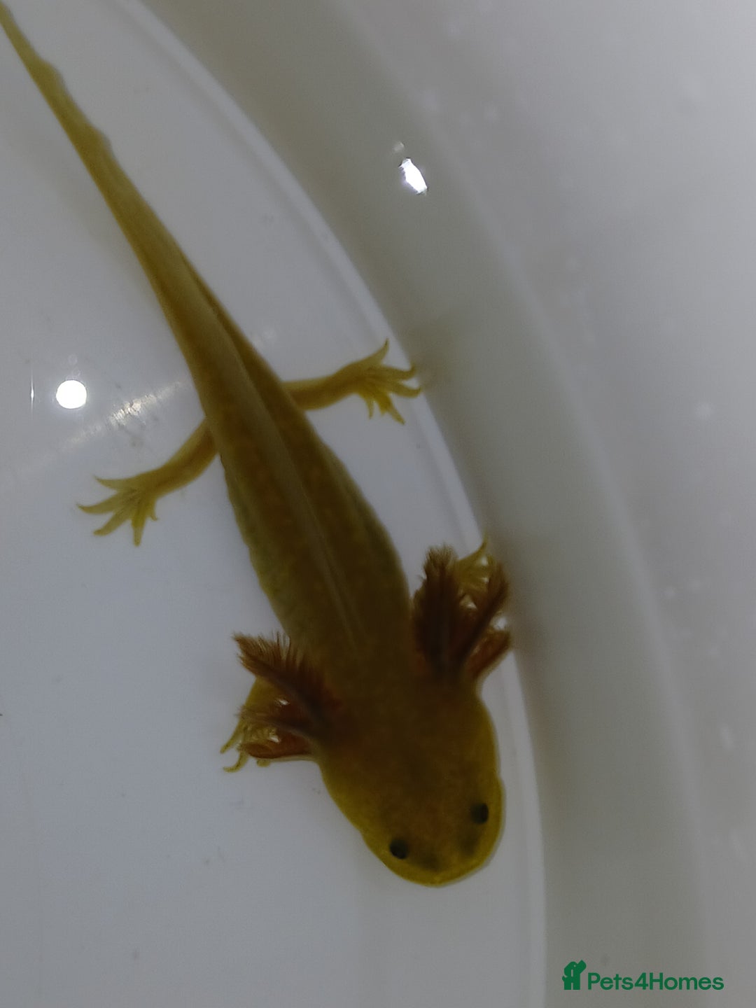 Other/Mixed Breed fish for sale: Axolotls babies gold and copper  - Advert 1