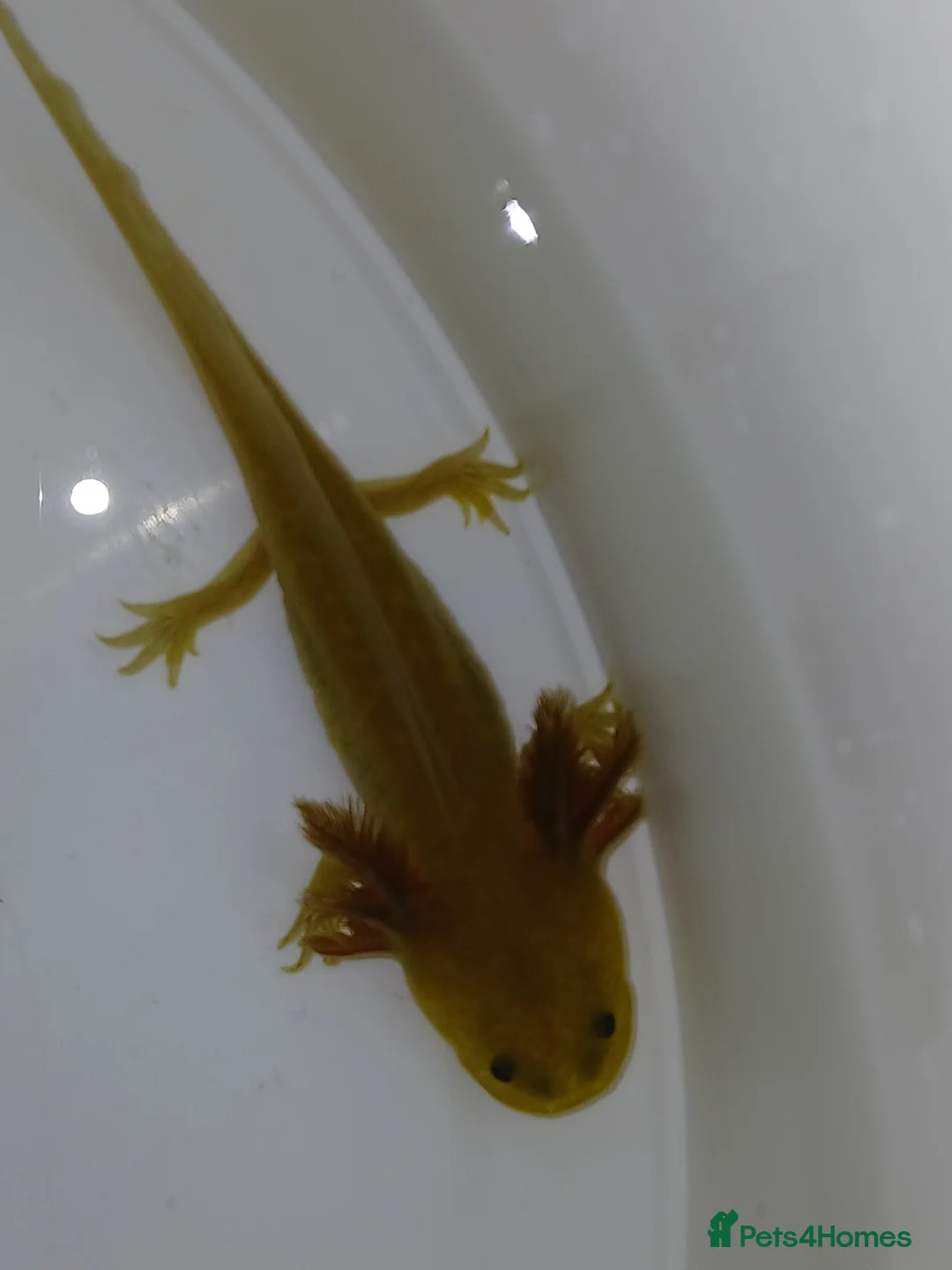 Other/Mixed Breed fish for sale: Axolotls babies gold and copper  - Advert 1