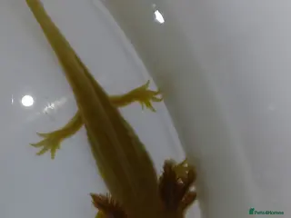 Other/Mixed Breed fish Axolotls babies gold and copper - Advert 4