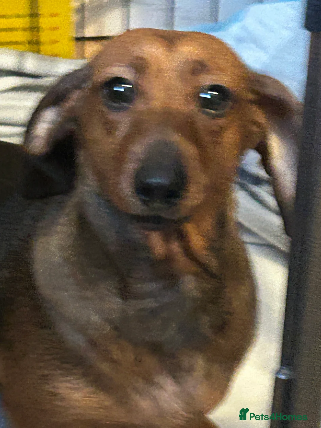 Mixed Breed dogs for sale: dachshund/Pomeranian x - Advert 1