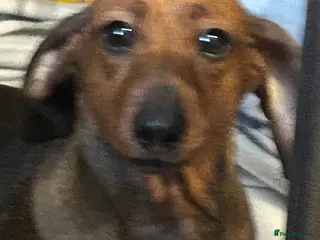 Mixed Breed dogs dachshund/Pomeranian x - Advert 2