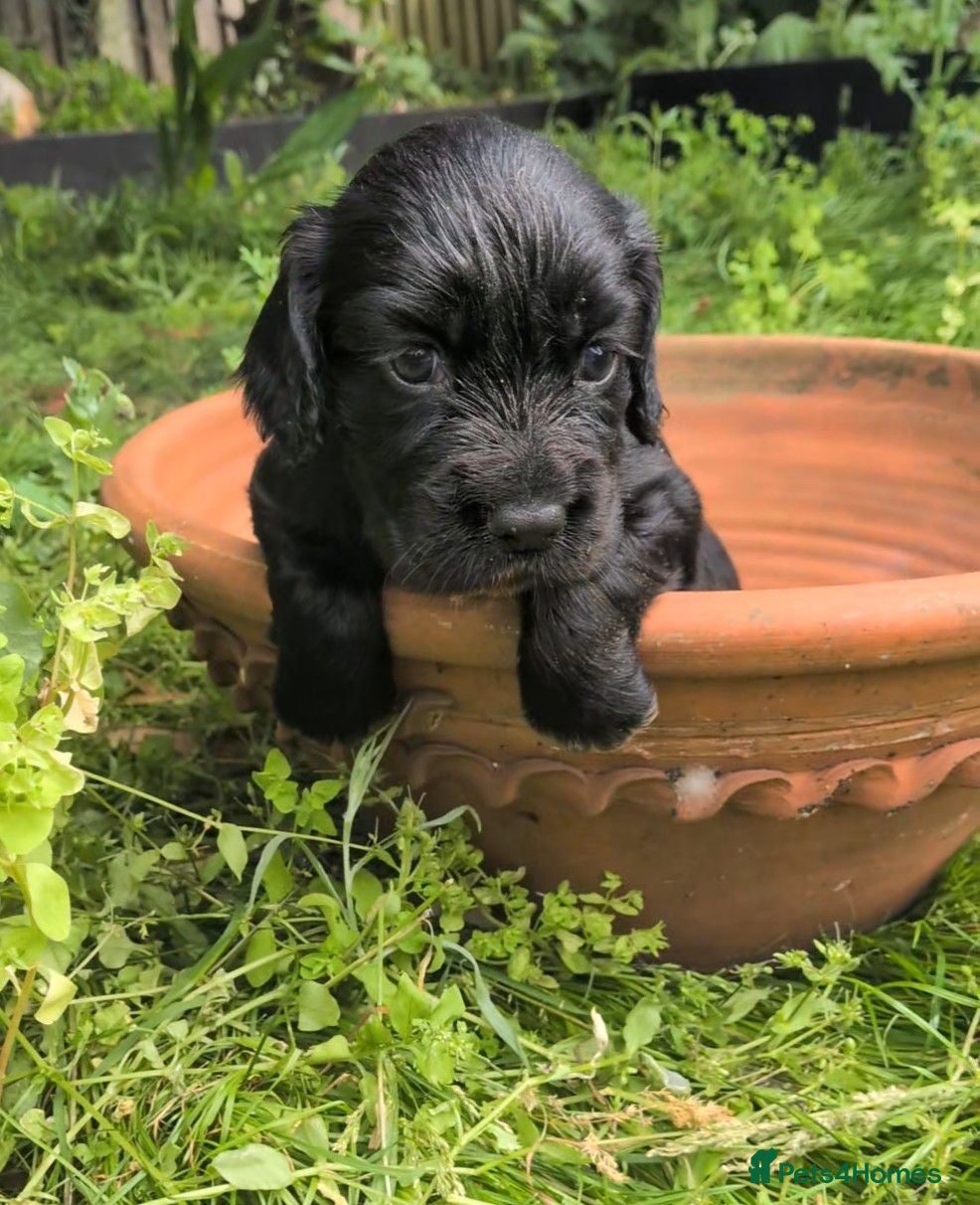 Cocker Spaniel dogs Working Cocker Spaniel pups 1 black girl available - Advert 5