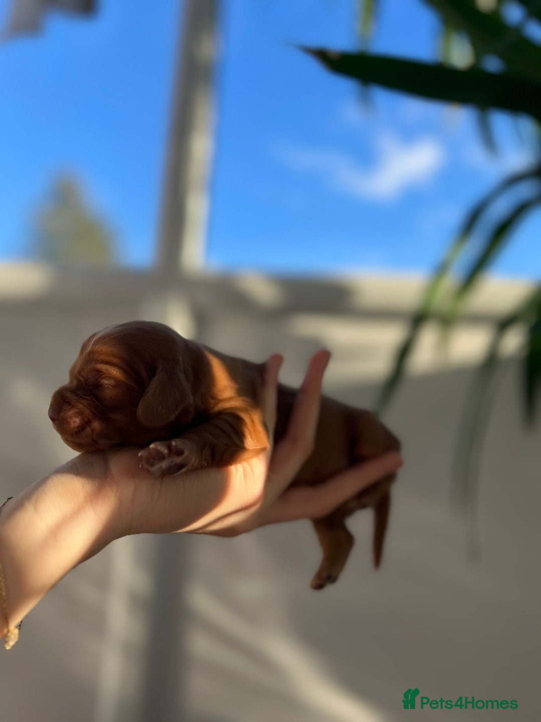 Cocker Spaniel dogs for sale: Show Type Cocker Spaniels. - Advert 8