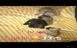 French Bulldog dogs for sale: 3 beautiful French bulldogs 😍 - Image 2