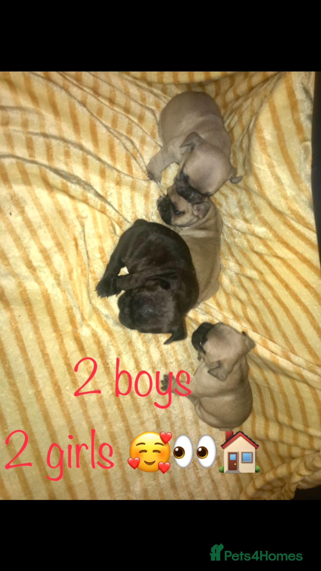 French Bulldog dogs for sale: 3 beautiful French bulldogs 😍 - Image 2