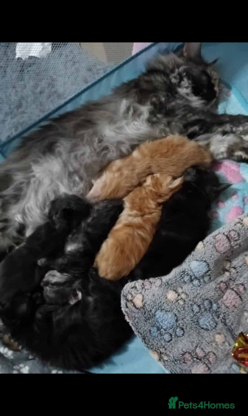 Maine Coon cats Beautiful litter of mainecoon babies😍 - Advert 3