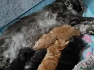 Maine Coon cats Beautiful litter of mainecoon babies😍 - Advert 7