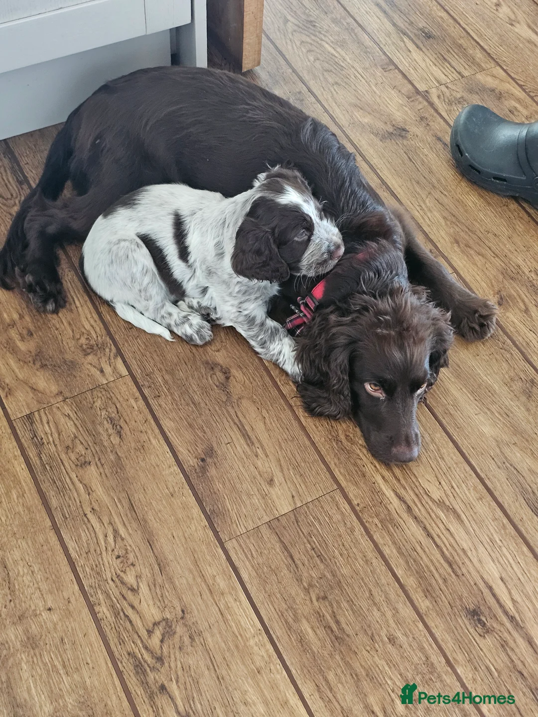 Cocker Spaniel dogs for sale: Male cocker spaniel pups - Advert 10