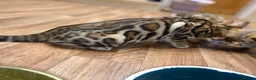 Bengal cats for sale: Top quality bengals kittens available now in Watford - Advert 9