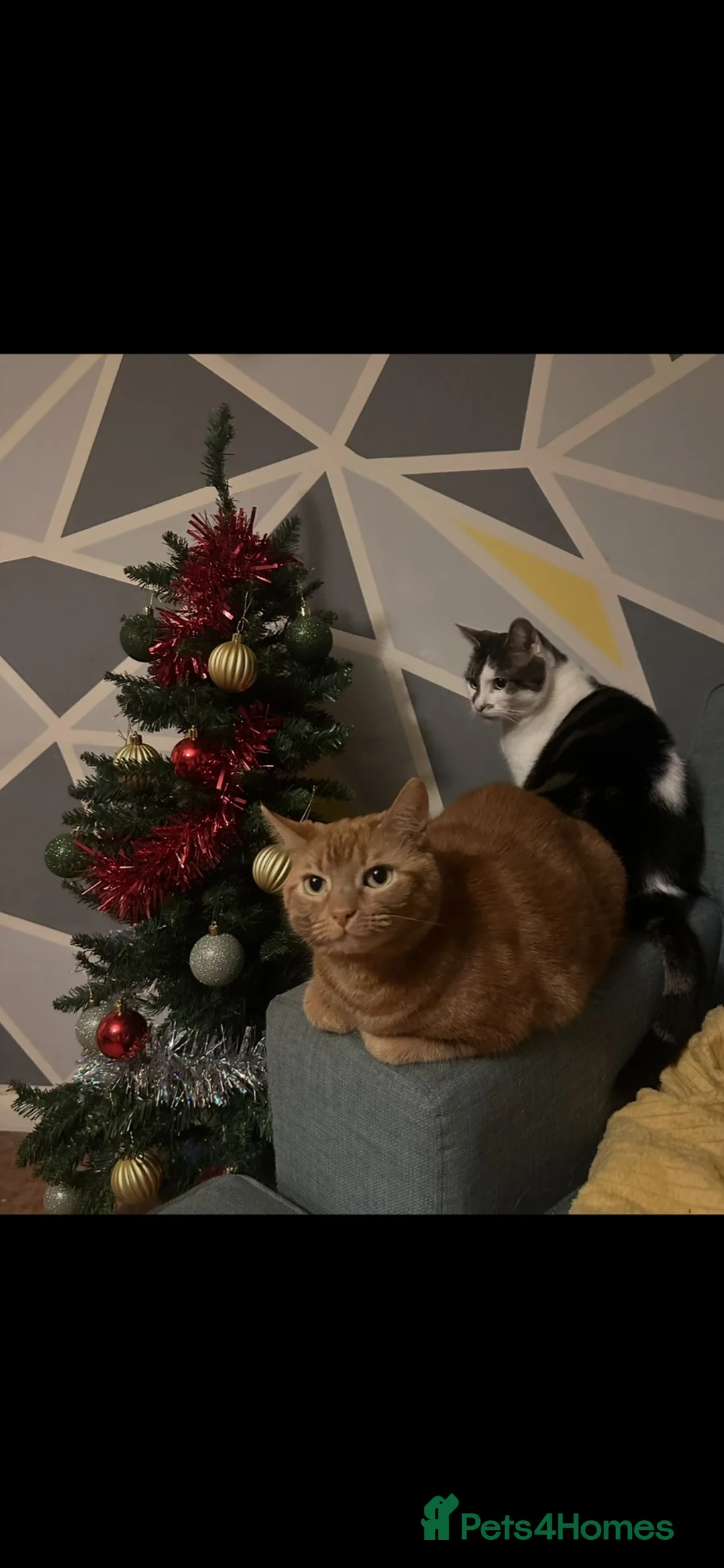 Mixed Breed cats for sale: Minnie and Simba  - Advert 1