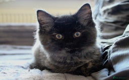 Norwegian Forest Cat cats for sale: Smoke Tortie Female, Possible Norwegian Forest - Advert 10
