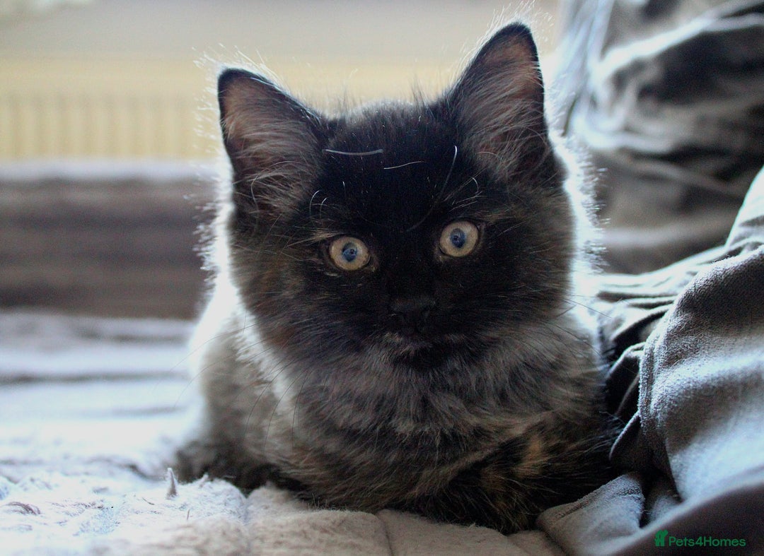 Norwegian Forest Cat cats for sale: Smoke Tortie Female, Possible Norwegian Forest - Advert 10