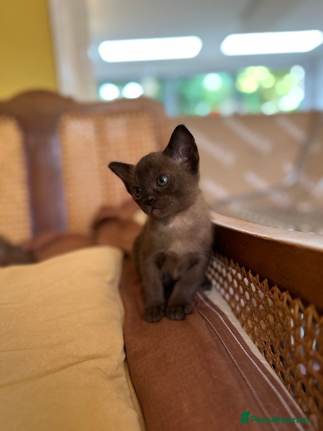 Burmese cats for sale: Happy Healthy GCCF Burmese Kittens in London - Image 8