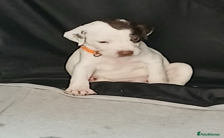 Mixed Breed dogs - Advert 8