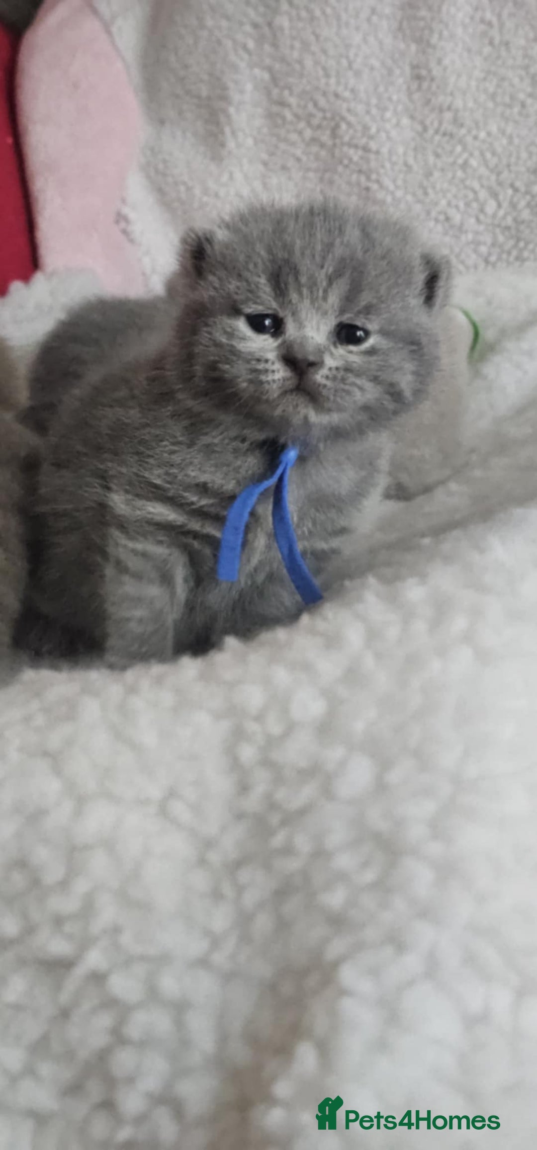 British Shorthair cats for sale: High-Quality British Shorthair Kittens GCCF🐾 - Advert 7