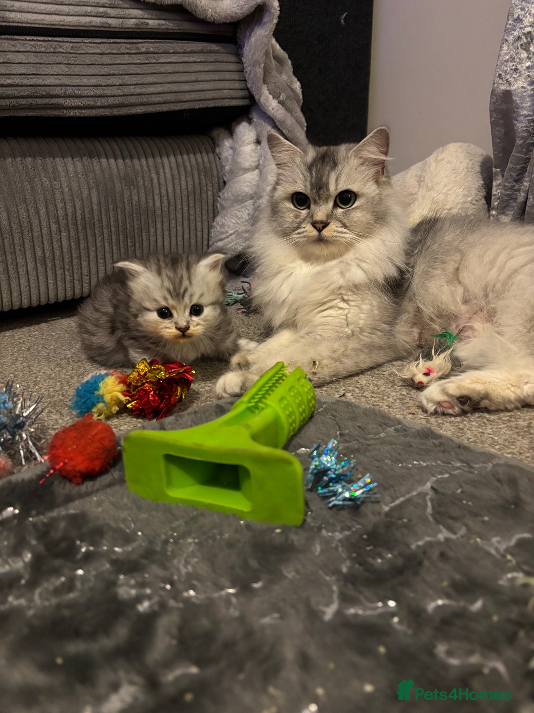 Maine Coon cats for sale: Maincoon / Persian babies looking for laps  - Advert 2