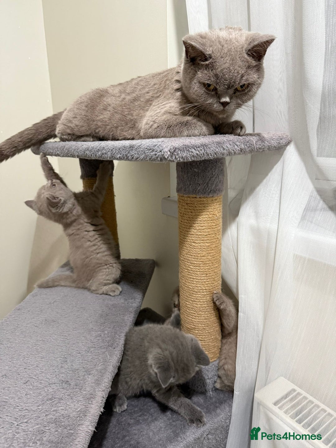 British Shorthair cats for sale: British shorthair kitten - Advert 14