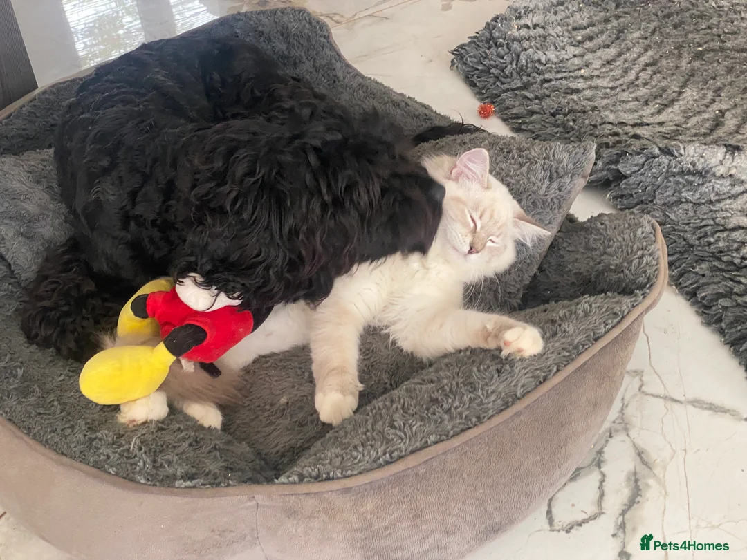 Cockapoo dogs for sale: ‼️ Attention Please ‼️ - Advert 21