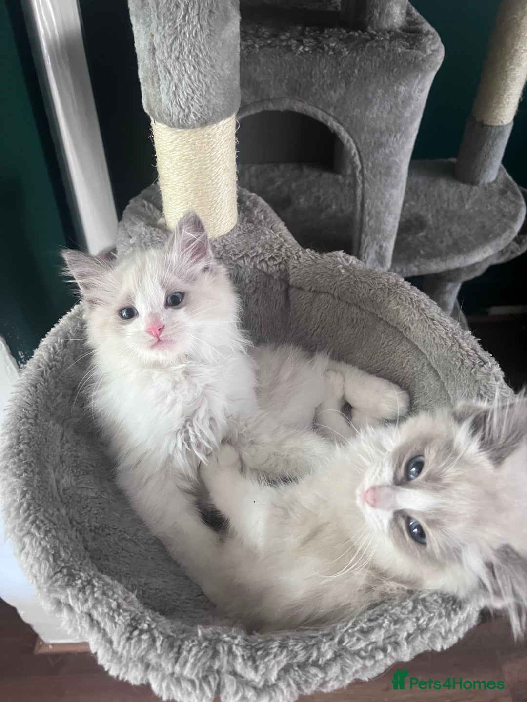 Ragdoll cats for sale: Stunning male Ragdoll kittens only 2 left - Image 4