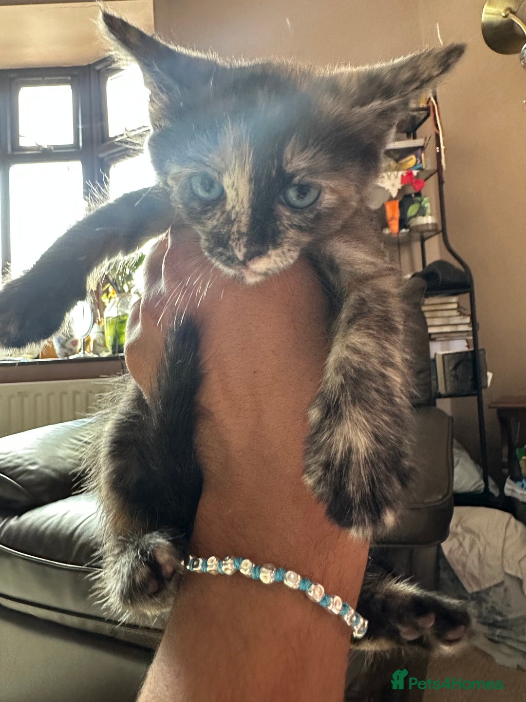 Bengal cats for sale: Bengals X ginger domestic kittens  - Image 3