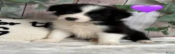 Border Collie dogs for sale: Gorgeous Border Collie Puppies  in Wisbech - Advert 6