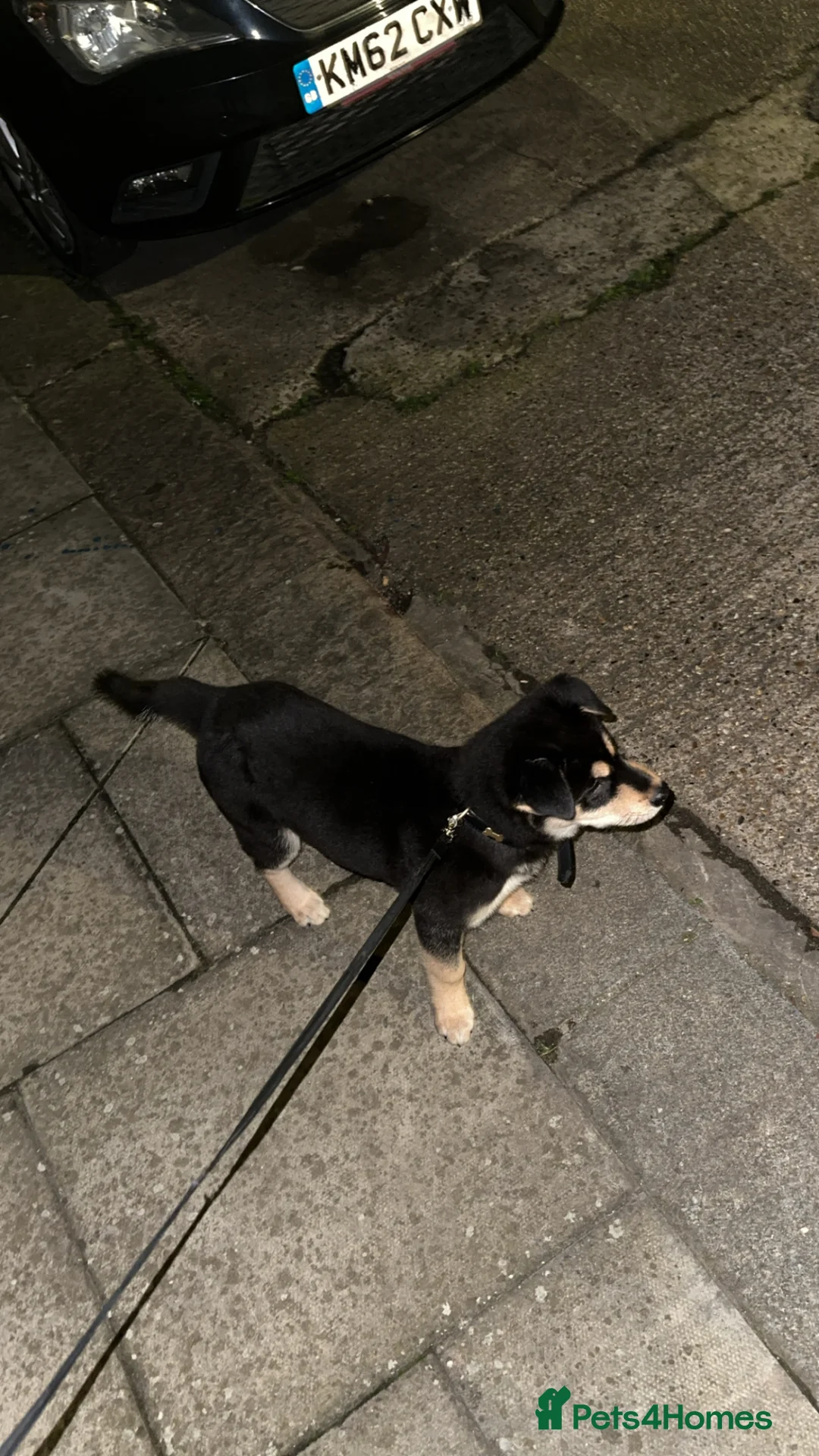 Korean Jindo dogs for stud: Korean Jindo Stud - Advert 2