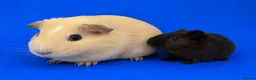 Guinea Pig rodents for sale: Bonded guinea pig girls  - Advert 1