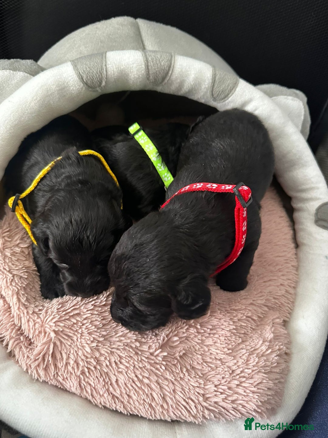 Doxiepoo dogs for sale: Stunning Doxiepoo Puppies for sale  - Advert 6