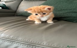 Mixed Breed cats for sale: Kittens for sale  - Image 2